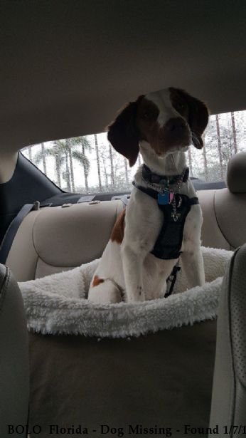 BOLO  Florida - Dog Missing - Found 1/7/17 Near Loxahatchee, , 33470